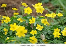 Attēlu rezultāti vaicājumam “Anemone ranunculoides flower”