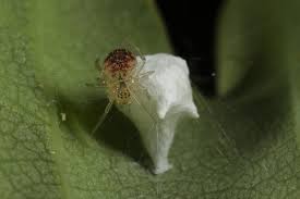 Attēlu rezultāti vaicājumam “Paidiscura pallens eggs”