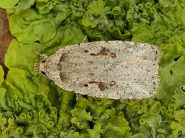 Attēlu rezultāti vaicājumam “Agonopterix aranella”