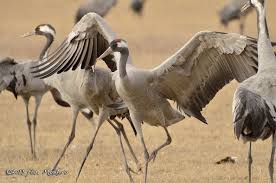 Attēlu rezultāti vaicājumam “Grus grus”