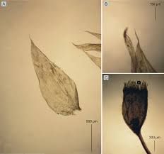 Attēlu rezultāti vaicājumam “Plagiothecium nemorale”
