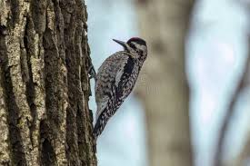 Image result for Sphyrapicus varius