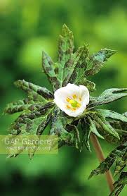 Attēlu rezultāti vaicājumam “Podophyllum hexandrum flower”