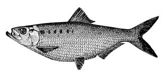 Image result for Alosa mediocris