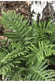 Attēlu rezultāti vaicājumam “Polystichum braunii”