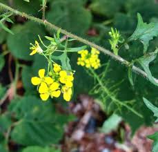 Attēlu rezultāti vaicājumam “Sisymbrium loeselii”