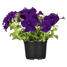 Image result for Petunie