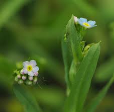 Attēlu rezultāti vaicājumam “Myosotis laxa subsp. baltica flower”