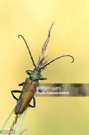 Attēlu rezultāti vaicājumam “Aromia moschata”