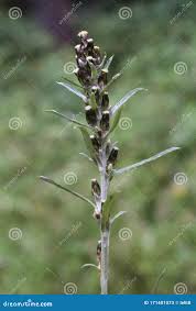 Attēlu rezultāti vaicājumam “Gnaphalium sylvaticum flower”