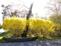 Attēlu rezultāti vaicājumam “Forsythia”