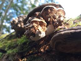 Attēlu rezultāti vaicājumam “Agathomyia wankowiczii”