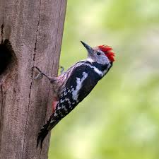 Attēlu rezultāti vaicājumam “Dendrocopos medius nest”