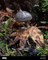 Attēlu rezultāti vaicājumam “Geastrum pectinatum”