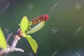 Attēlu rezultāti vaicājumam “Betula pubescens flower”