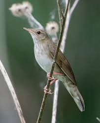 Image result for Locustella fluviatilis