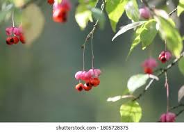 Attēlu rezultāti vaicājumam “Euonymus verrucosus”