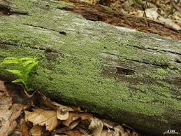 Attēlu rezultāti vaicājumam “Cladonia parasitica”