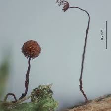 Attēlu rezultāti vaicājumam “Stemonitis marjana macro”