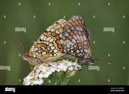 Attēlu rezultāti vaicājumam “Mellicta athalia”