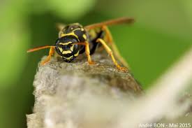 Attēlu rezultāti vaicājumam “Polistes nimpha”