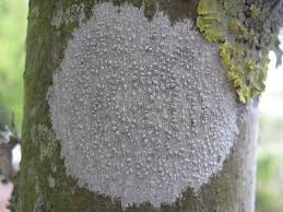 Attēlu rezultāti vaicājumam “Pertusaria leioplaca”