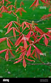 Attēlu rezultāti vaicājumam “Aesculus x neglecta”