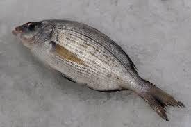 Image result for Spondyliosoma cantharus