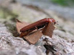 Attēlu rezultāti vaicājumam “Hylecoetus dermestoides male”