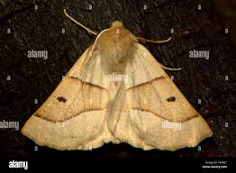 Attēlu rezultāti vaicājumam “Crocallis elinguaria”