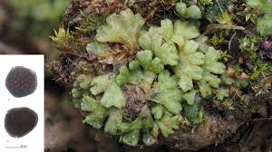 Attēlu rezultāti vaicājumam “Riccia bifurca”