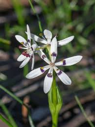 Attēlu rezultāti vaicājumam “Carex dioica male flower”