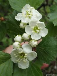Attēlu rezultāti vaicājumam “Crataegus macracantha flower”