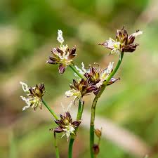 Attēlu rezultāti vaicājumam “Juncus bulbosus flower”