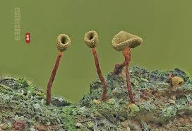 Attēlu rezultāti vaicājumam “Physarum, Nannengaella sp.”