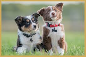 Afbeeldingsresultaat voor honden