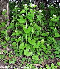 Attēlu rezultāti vaicājumam “Alliaria petiolata”