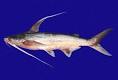 Ariidae - Sea Catfishes -- Discover Life