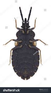 Attēlu rezultāti vaicājumam “Aradus betulae”