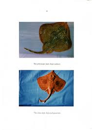 Image result for Raja straeleni