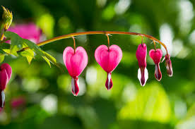 Image result for tränendes Herz