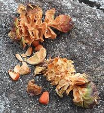 Attēlu rezultāti vaicājumam “Pinus pumila male flower”