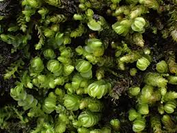 Attēlu rezultāti vaicājumam “Nardia scalaris”