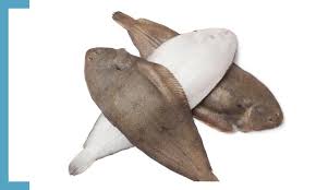 Image result for Solea solea