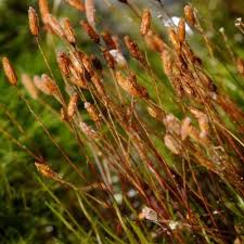 Attēlu rezultāti vaicājumam “Distichium capillaceum”