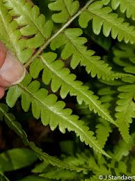 Attēlu rezultāti vaicājumam “Dryopteris cristata”