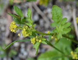 Attēlu rezultāti vaicājumam “Rorippa palustris fruit”