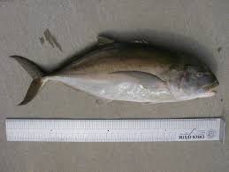 Image result for Caranx bartholomaei