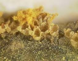 Attēlu rezultāti vaicājumam “Licea minima sessile”