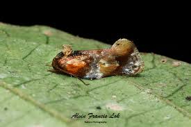 Attēlu rezultāti vaicājumam “Depressariidae”